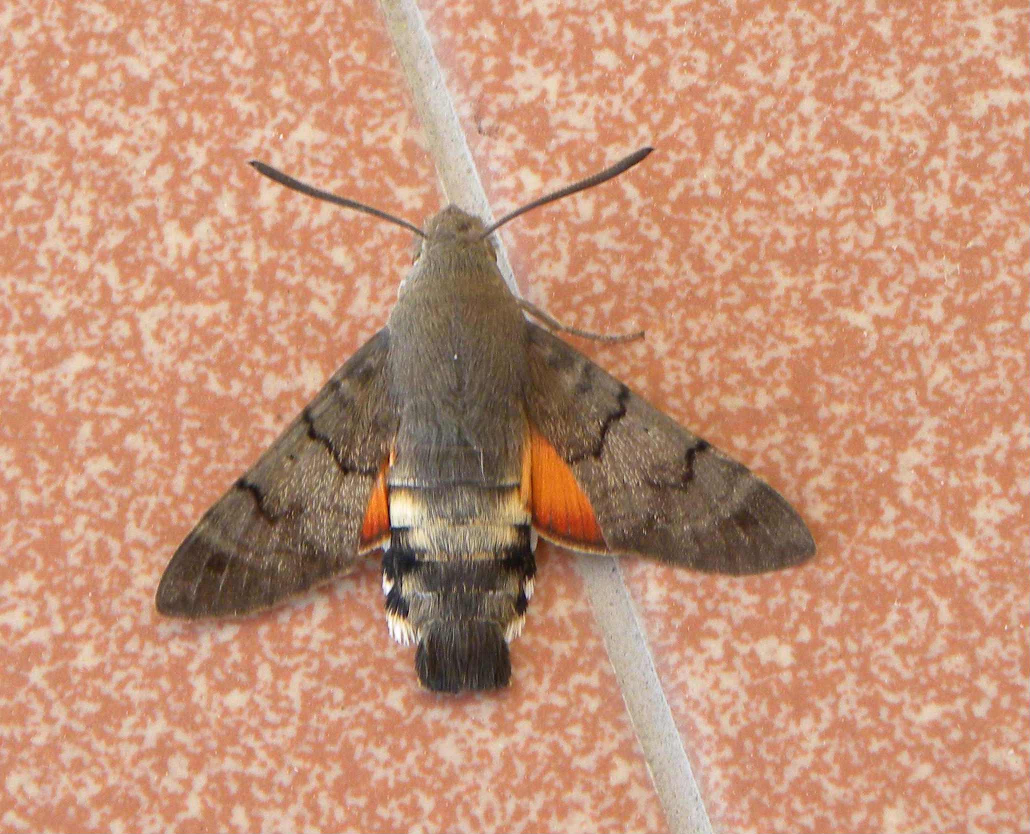 farfalla da determinare - Macroglossum stellatarum